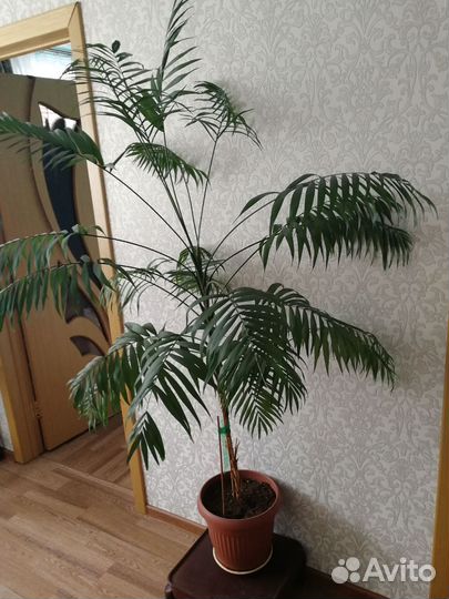 Пальма хамедорея