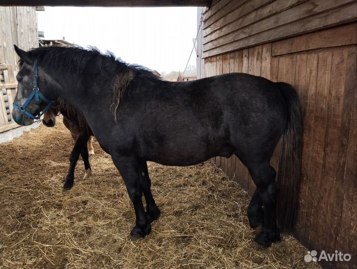 Жеребец 3 года