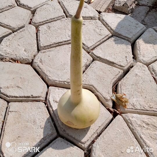 Продам плоды Африканской тыквы