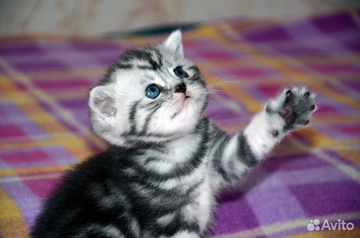 Шотландские котята элитные