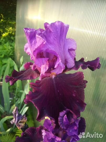 Ирисы бородатые