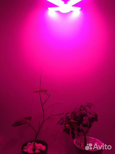 Лимон и кумкват скрещенный