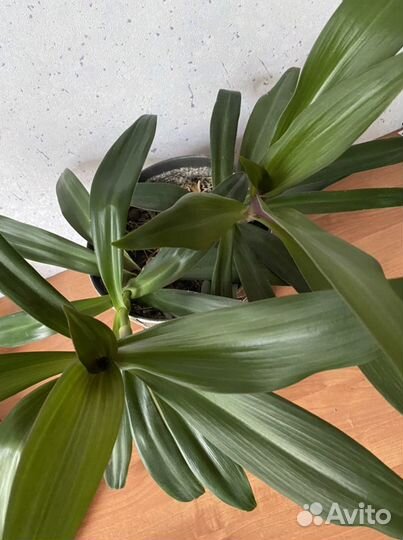 Цветок Рео, традесканция. Ладья Моисея