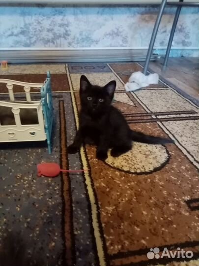 Вислоухие котята