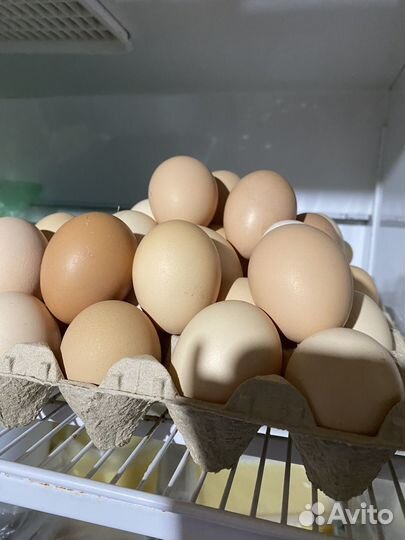 Яйца домашних кур