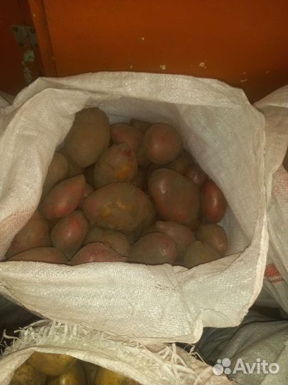Продам картофель