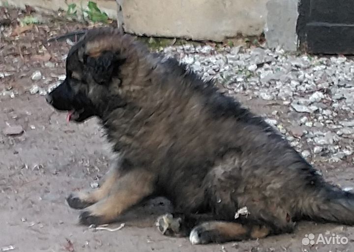 Щенок на охрану с хорошим уходом