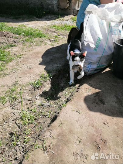 Котята в добрые руки бесплатно