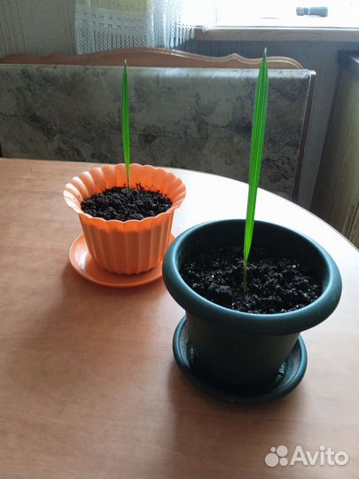 Пальма финиковая