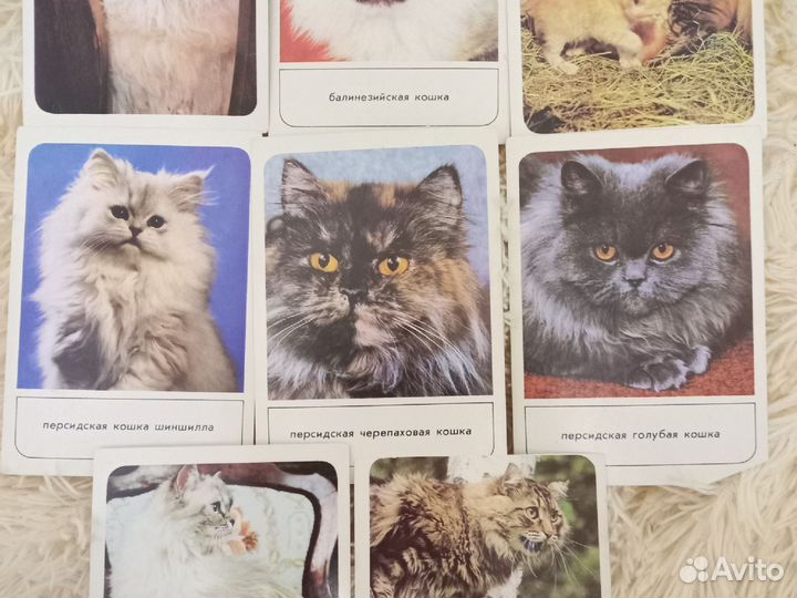 Открытки с кошками