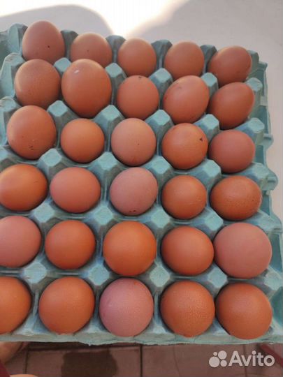 Перепелиное, куриное яйцо, тушки. Инкубационные