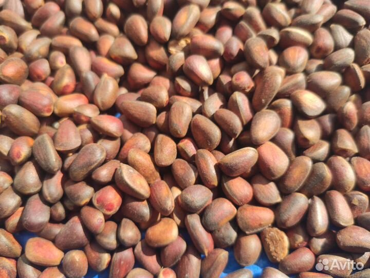 Продам ядро кедрового ореха В/С очищенное, 2022г