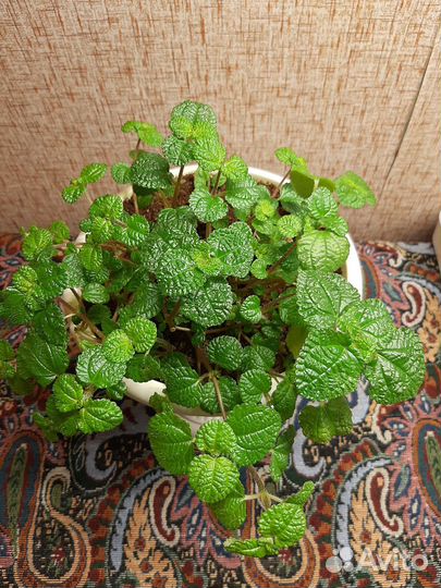 Плектрантус ампельный