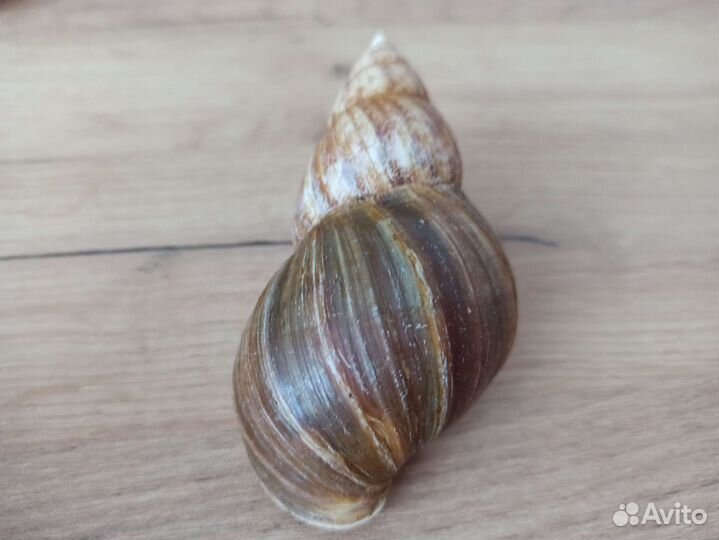 Морская раковина