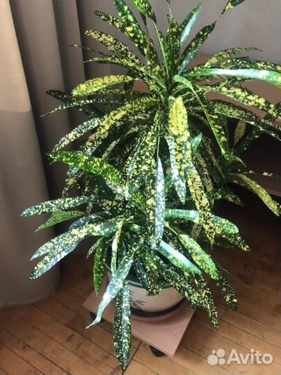 Кодиеум кротон