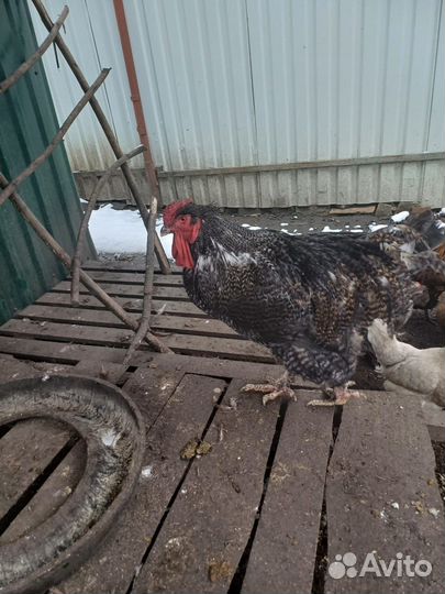 Петух мехеленская кукушка