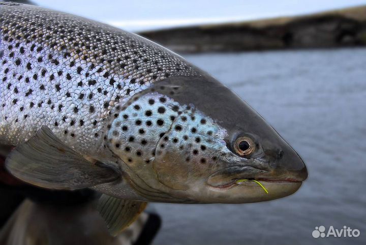 Форель свежемороженая оптом