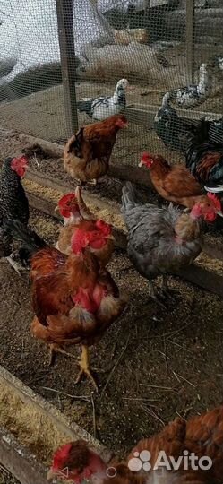Домашние куриные яйца