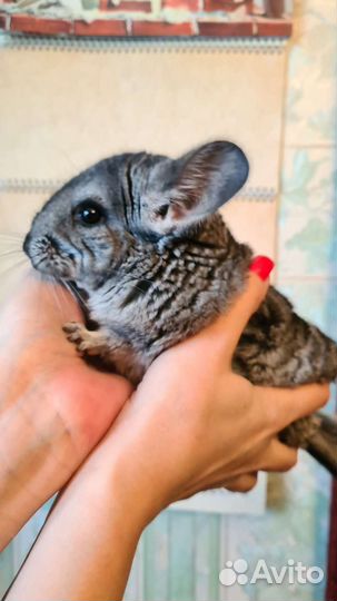 Серебристая шиншилла