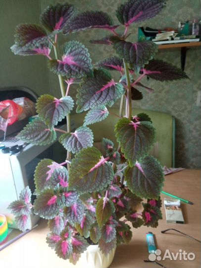 Комнатные растения цветы