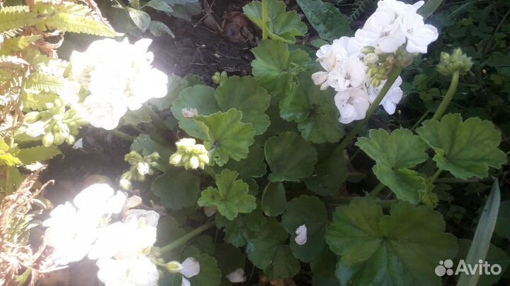 Герань пеларгония