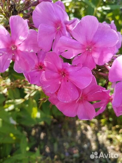 Флоксы многолетние сортовые