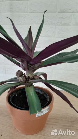 Рео комнатное растение