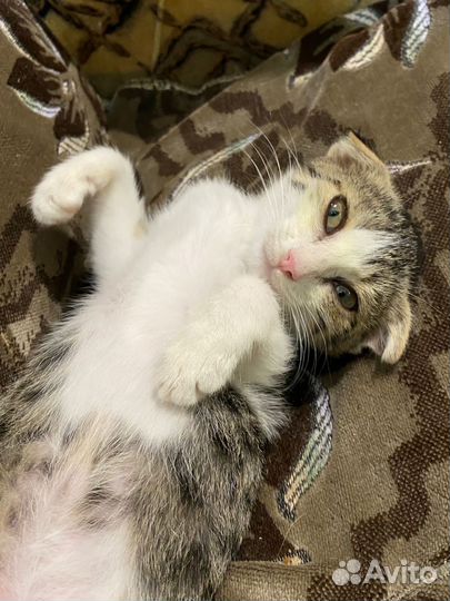 Котенок в добрые руки