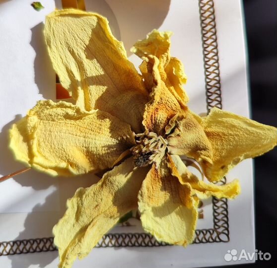 Сухоцветы для творчества