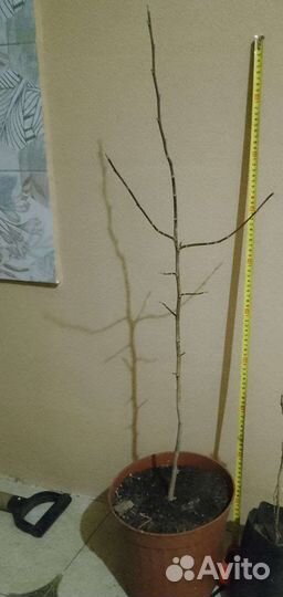 Магнолия кобус