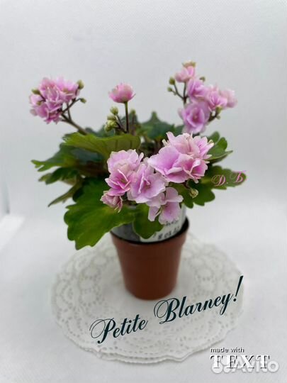 Фиалки (детки)