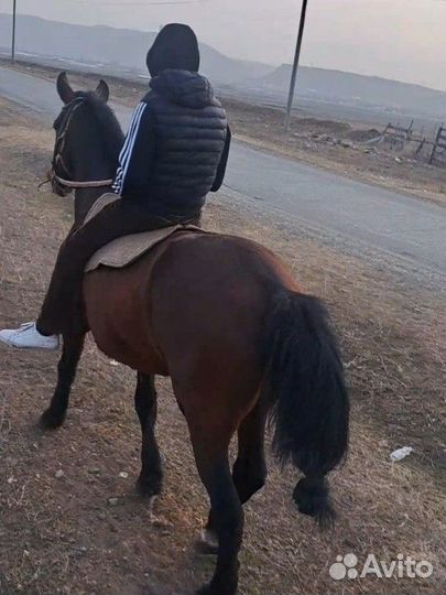 Мерин иноходец