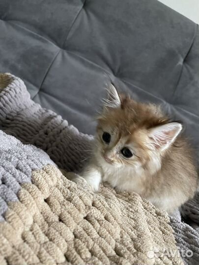 Котенок 1,5 примерно возраст