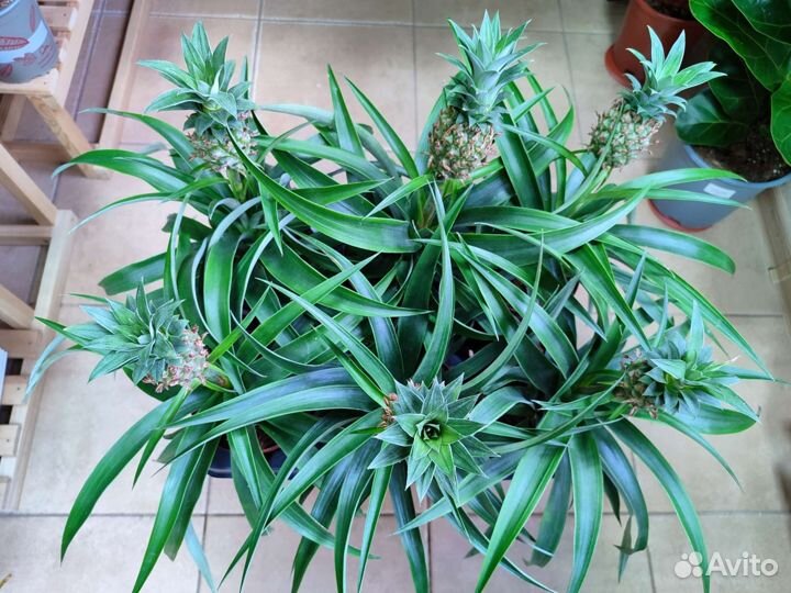Комнатный ананас с плодами