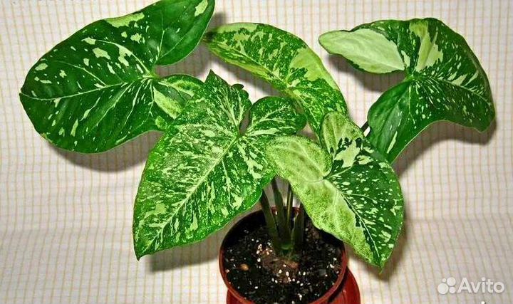 Сингониумы