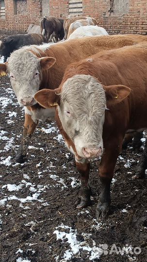 Быки на племя