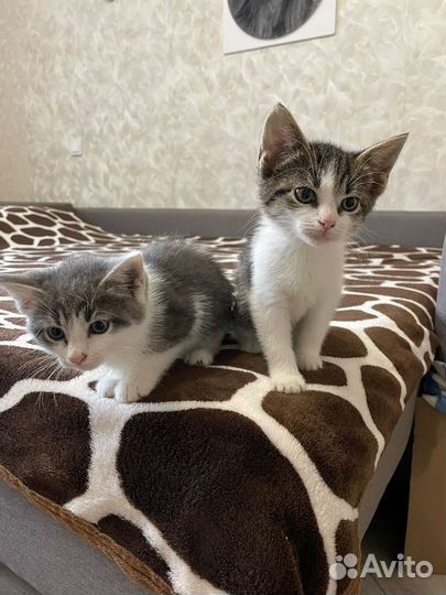 Котята