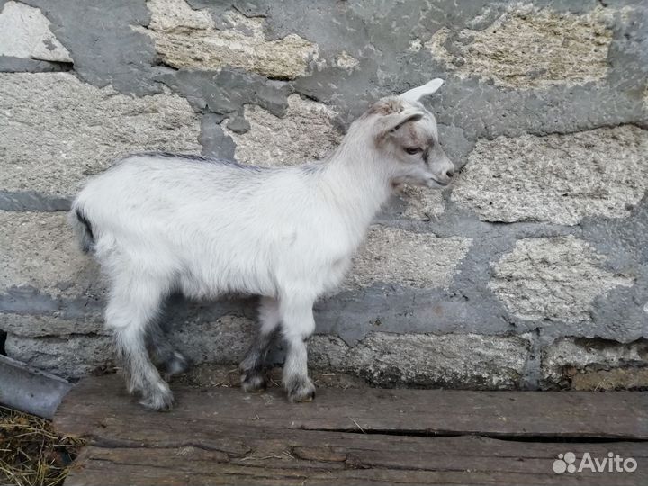 Альпо-зааненские козлята