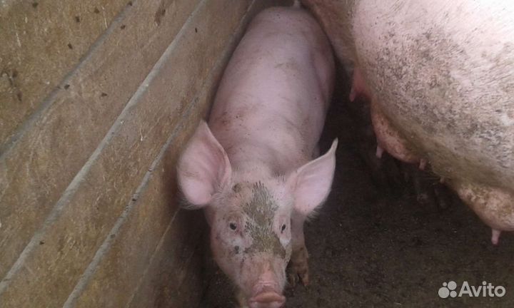 Поросята крупная белая