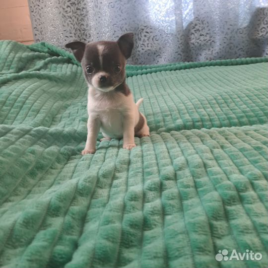 Вязка кобель чихуахуа