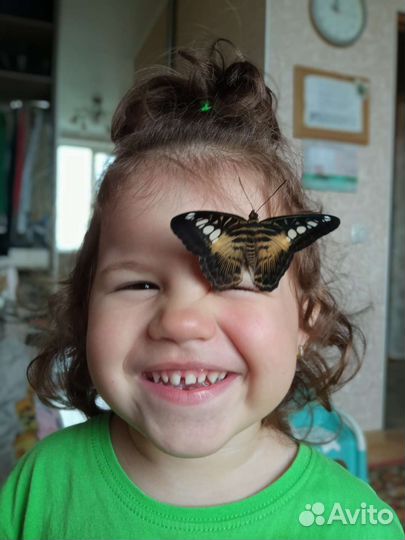 Живые бабочки