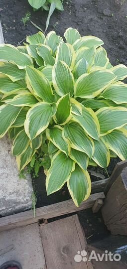 Хоста, ирисы