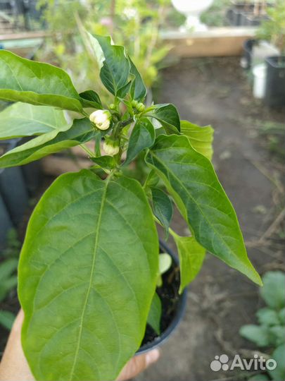 Рассада перца балконного, помидоры балконные