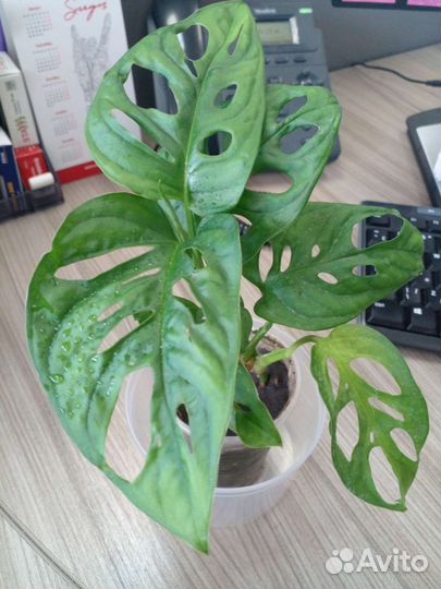 Монстера адансони