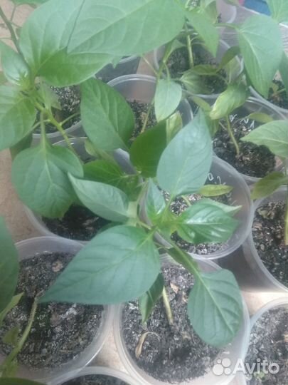 Продам рассаду помидор, перцев, баклажан