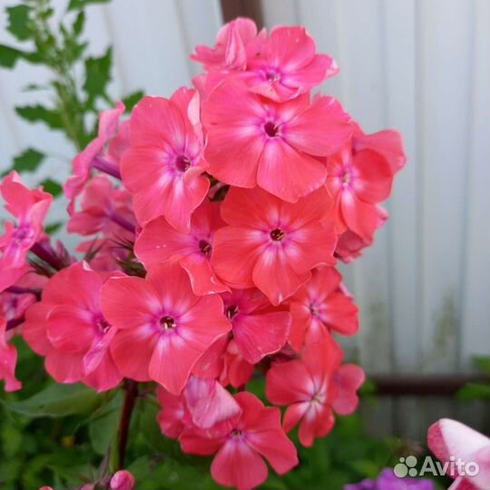 Флоксы многолетние