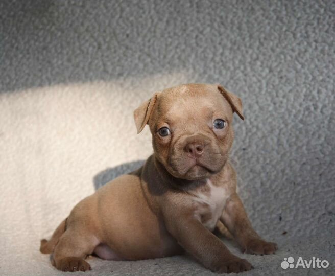 Американский булли. Девочка