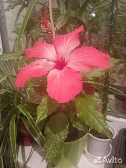 Гибискус оранжевый и розовый