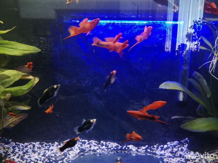 Рыбки меченосцы