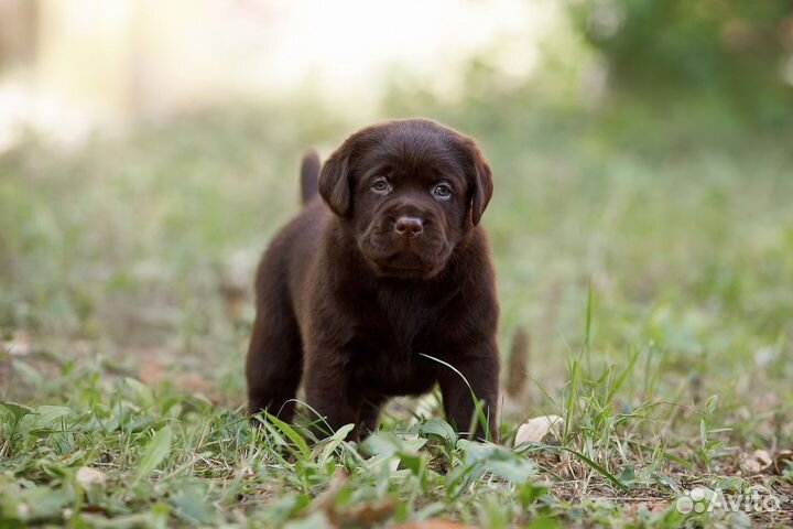 Щенки лабрадора